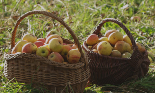 apples in baskets